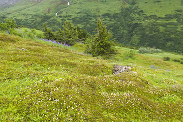 Rebhuhnfußblüten auf moosbewachsenem Hang, Kenai-Halbinsel, Alaska - CAVF86612