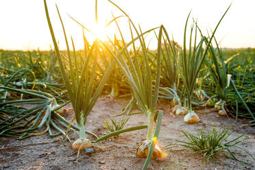 Onions Growing On Field Against Clear Sky - EYF09058