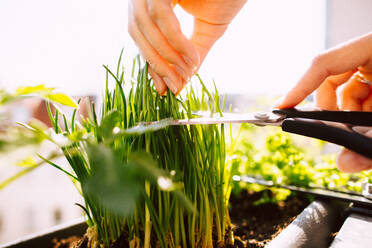 Cropped Hands Of Woman Cutting Herbs With Scissors - EYF09071