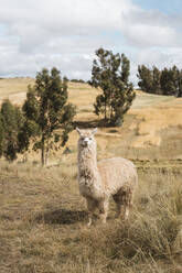 Portrait Of Alpaca On Field - EYF09092