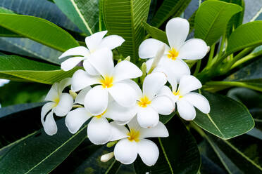 Close-Up Of White Flowering Plant - EYF09114