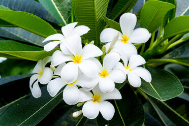 Nahaufnahme einer weißen blühenden Pflanze - EYF09114