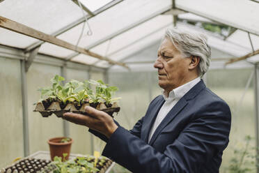 Senior businessman holding plants in a seed tray in greenhouse - GUSF04077