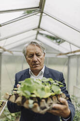 Senior businessman holding plants in a seed tray in greenhouse - GUSF04078