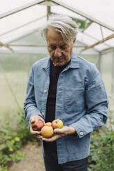Senior man holding organic apples at a greenhouse - GUSF04085