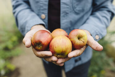 Close-up of man holding organic apples - GUSF04086