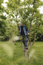 Senior man climbing in a tree in a rural garden - GUSF04095