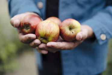 Close-up of man holding organic apples - GUSF04171