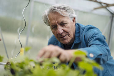 Senior man examining plants in a greenhouse - GUSF04172