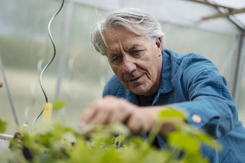 Älterer Mann untersucht Pflanzen in einem Gewächshaus - GUSF04172