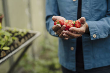 Close-up of man holding organic strawberries - GUSF04179