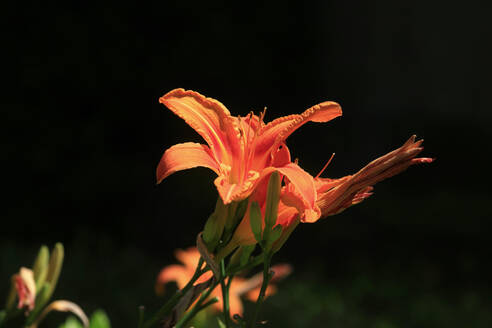 Orangefarbene Lilien blühen im Sommer - JTF01590