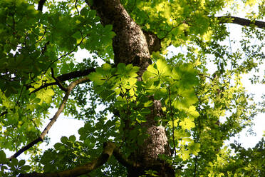 Kastanienbaum im Sommer - JTF01593