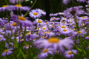 Europäische Gänseblümchen (Aster amellus) - JTF01596