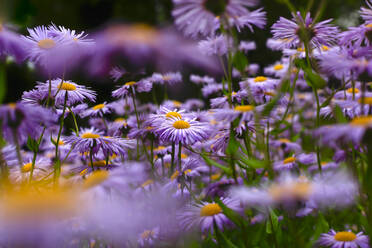 Europäische Gänseblümchen (Aster amellus) - JTF01597