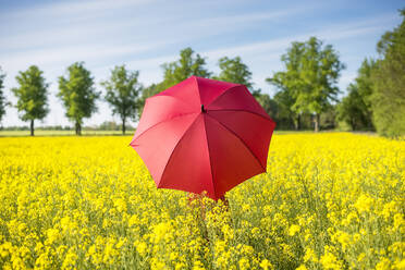 Frau mit rotem Regenschirm inmitten von Ölsaatenrapsen vor dem Himmel - BFRF02258