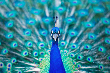 Close-Up Portrait Of Peacock - EYF09123