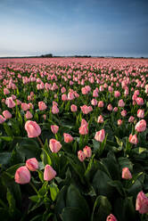 Nahaufnahme von rosa Tulpen auf Feld gegen Himmel - EYF09143