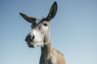 Low Angle View Of Donkey Standing Against Blue Sky - EYF09167