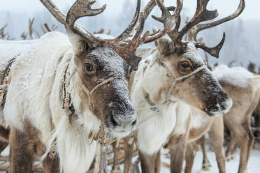 Close-Up Of Reindeers On Snow Covered Field - EYF09191
