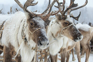 Nahaufnahme von Rentieren auf schneebedecktem Feld - EYF09191