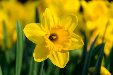 Nahaufnahme einer blühenden gelben Blume im Freien - EYF09199