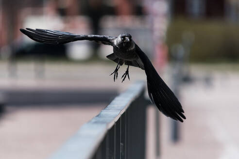 Nahaufnahme von Vogel fliegt über Geländer - EYF09205