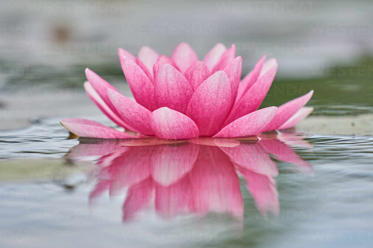 Close Up Of Lotus Water Lily In Lake stock photo