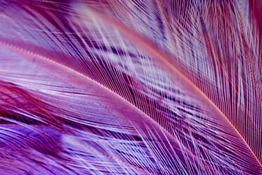 Full Frame Shot Of Red Feathers stock photo