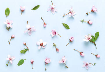 High Angle View Of Flowers Over Blue Background - EYF09234