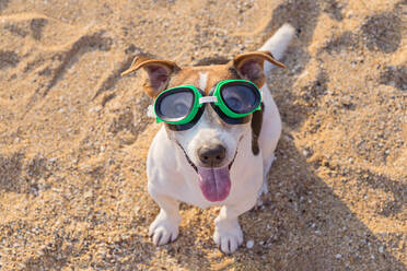 High Angle Portrait von Hund trägt Schwimmbrille am Strand - EYF09246