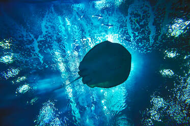 Low Angle View Of Stingray Swimming In Sea - EYF09252