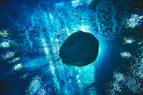 Low Angle View of Stingray Schwimmen im Meer - EYF09252