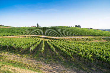 Scenic View Of Vineyard gegen Himmel - EYF09261