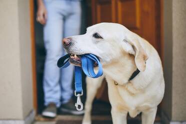 Nahaufnahme eines Hundes, der eine Leine trägt, während eine Person vor der Tür steht - EYF09281