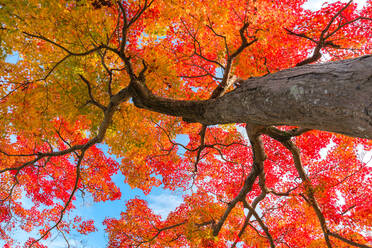Low Angle Ansicht von Baum im Wald im Herbst - EYF09302