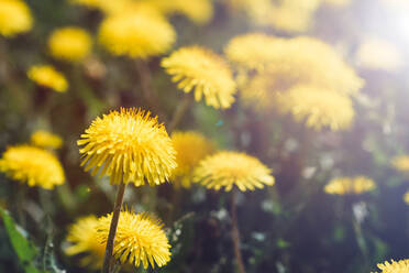 Nahaufnahme von blühenden gelben Blumen im Freien - EYF09325
