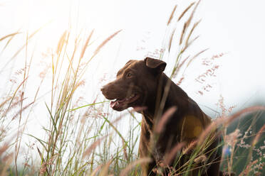 Low Angle View Of Dog Sitting On Field Against Sky - EYF09343