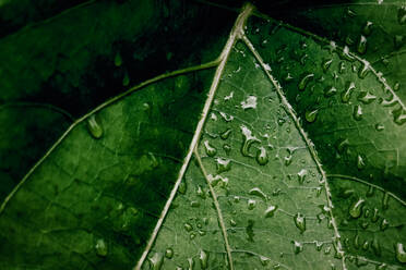 High Angle View Of Raindrops On Leaves - EYF09384