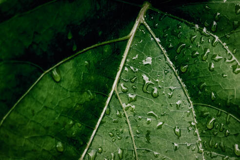 High Angle View Of Raindrops On Leaves - EYF09384