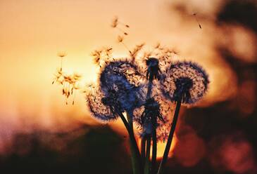 Close-Up Of Dandelions Against Sky During Sunset - EYF09427