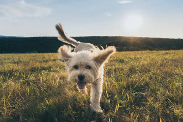 Porträt eines Hundes, der auf Gras gegen den Himmel läuft - EYF09558