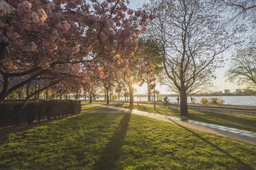 Deutschland, Hamburg, Alsterpark beleuchtet von der untergehenden Sonne im Frühling - IHF00367