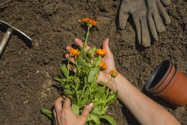 Hands of woman holding flowers on land in garden - SKCF00641