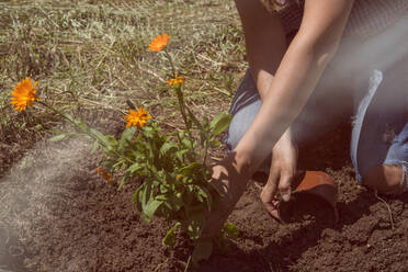 Frau pflanzt Blumen im Garten an einem sonnigen Tag - SKCF00642