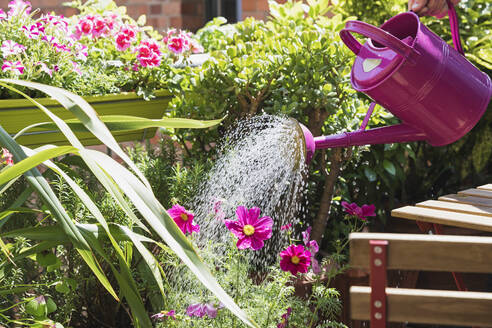 Person watering plants and summer flowers on balcony - GWF06614