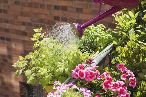 Person beim Gießen von Pflanzen und Sommerblumen auf dem Balkon - GWF06615