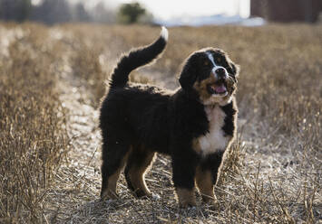A large Bernese mountain dog, a pedigree breed with brown and white patches in black fur. - CUF55587