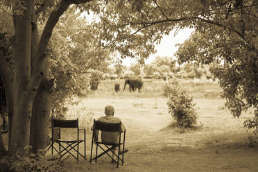 Älterer Mann auf einem Stuhl, der eine Gruppe von Elefanten in der Nähe beobachtet. - MINF14570