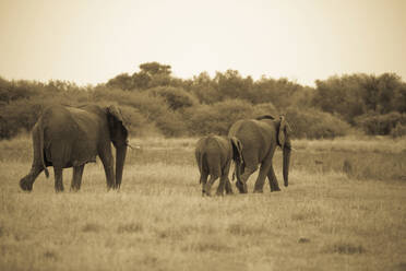 Eine Gruppe erwachsener Elefanten und ein kleinerer Elefant spazieren durch Grasland. - MINF14573